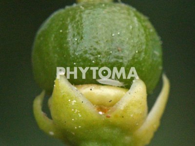 Larva de segundo estadio de Pezothrips kellyanus bajo el cáliz de un fruto al inicio del desarrollo.